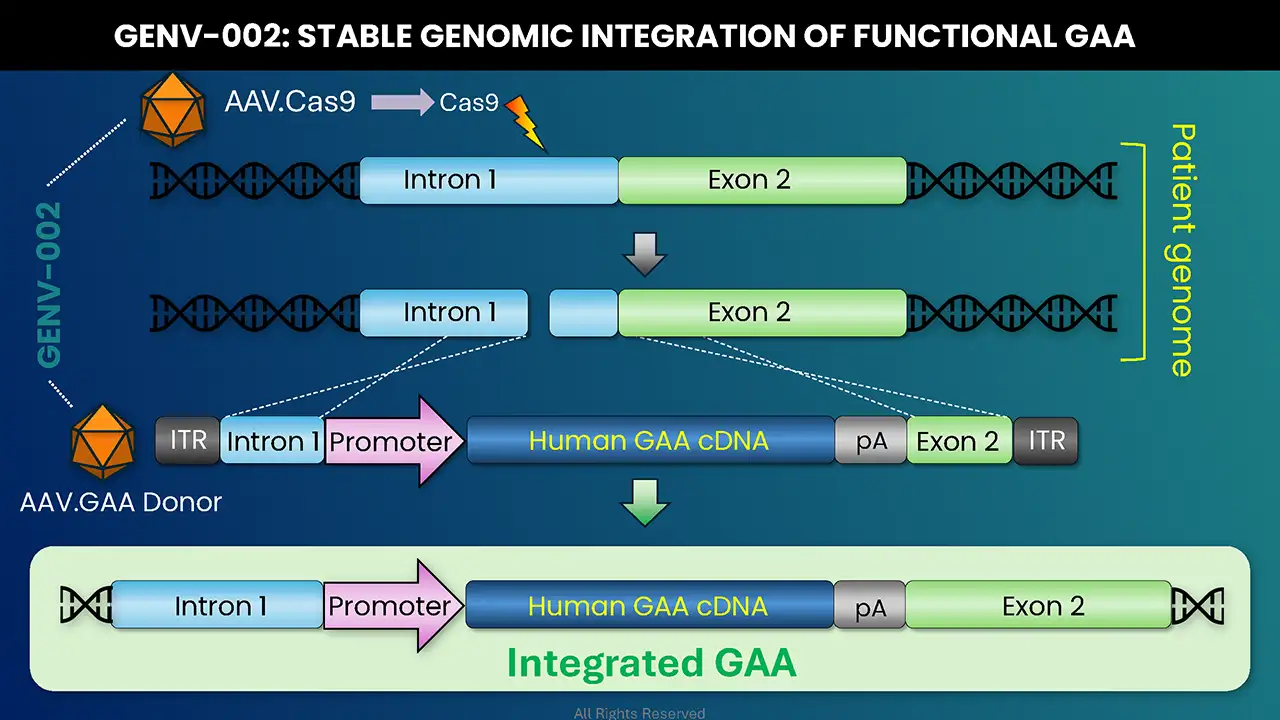 GENV-002 Stable Genomic Integration Of Functional GAA-slide3